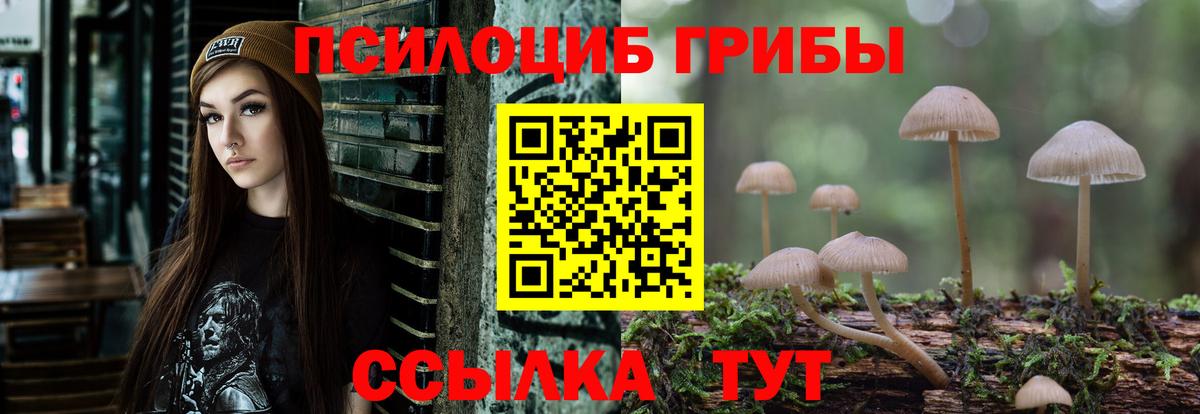 Галлюциногенные грибы Psilocybe Гай